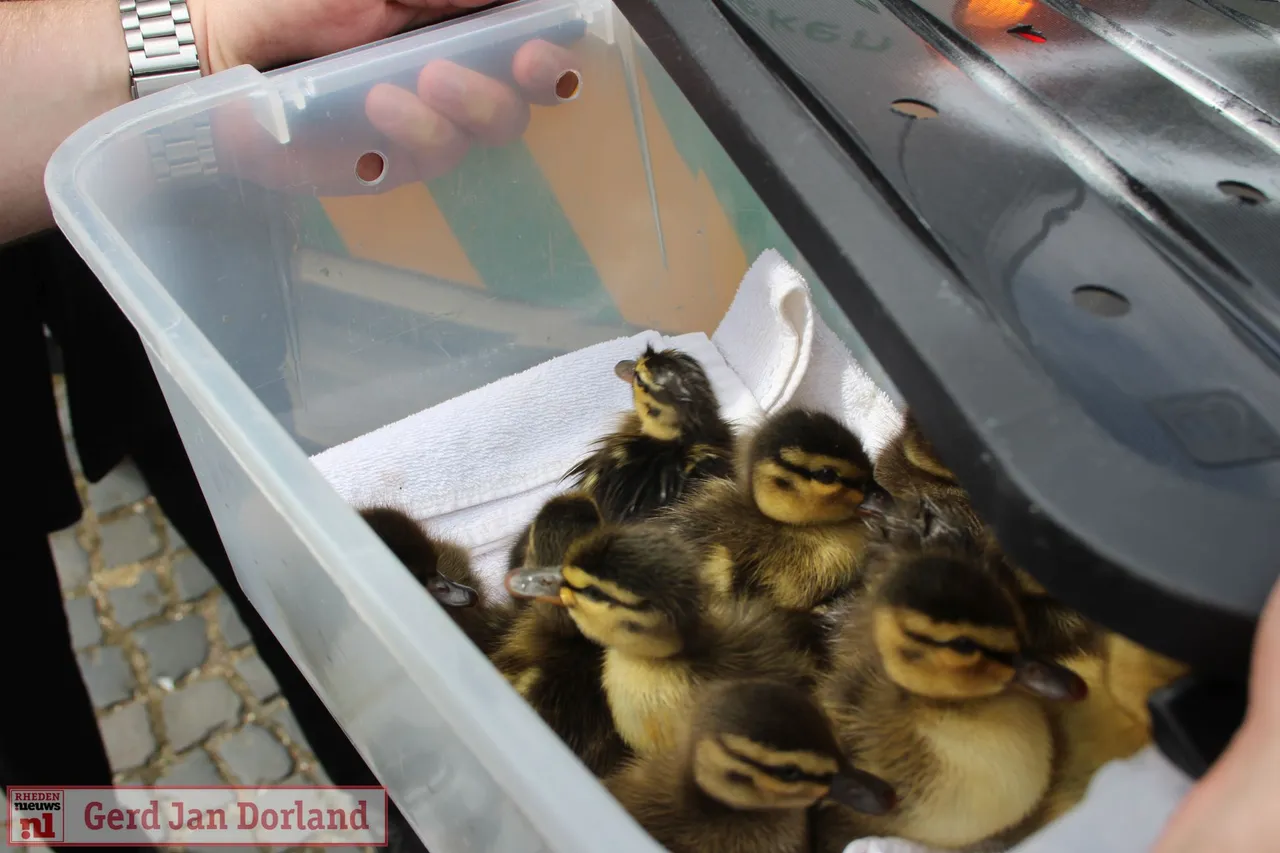 veertien eendjes gered uit put door brandweer velp 2022 07 10 17