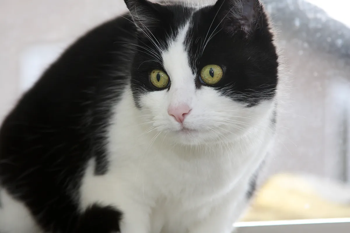 vlekkie 21548 en woody 21549 2