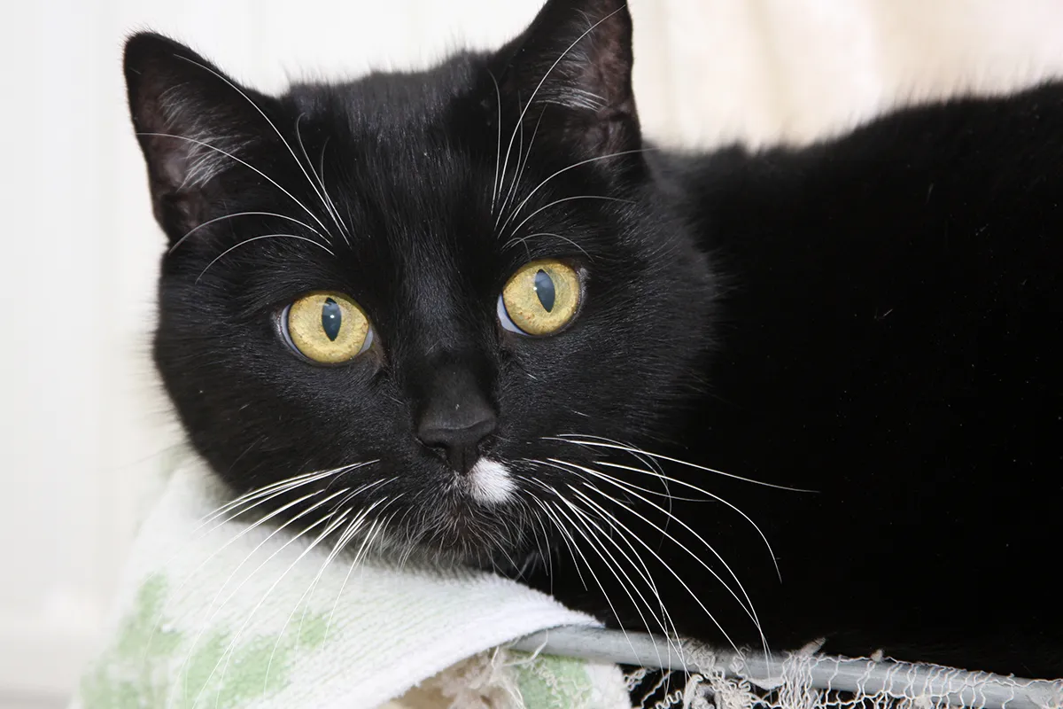 vlekkie 21548 en woody 21549 3