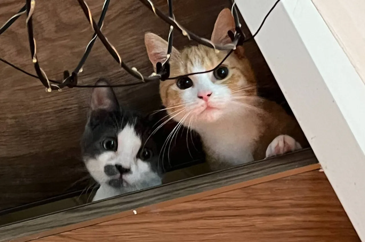 Huisdier van de Week Pip-&amp; Lio1 - Dierentehuis Arnhem en omstreken
