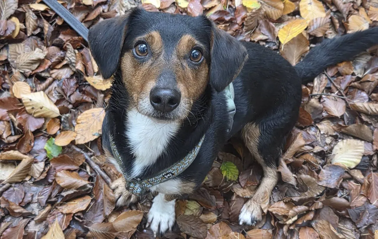 Huisdier van de Week - Pim1 - Dierentehuis Arnhem en omstreken