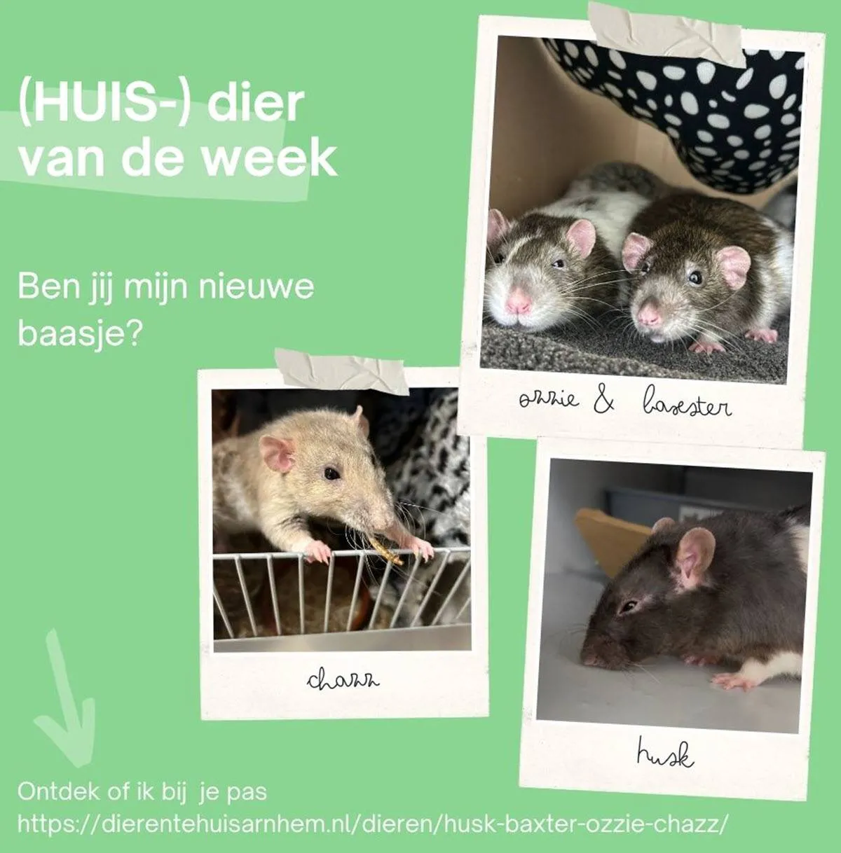 Chazz-Baxter-Ozzie-Husk2 - Huisdier van de Week - Dierenasiel Arnhem en omstreken