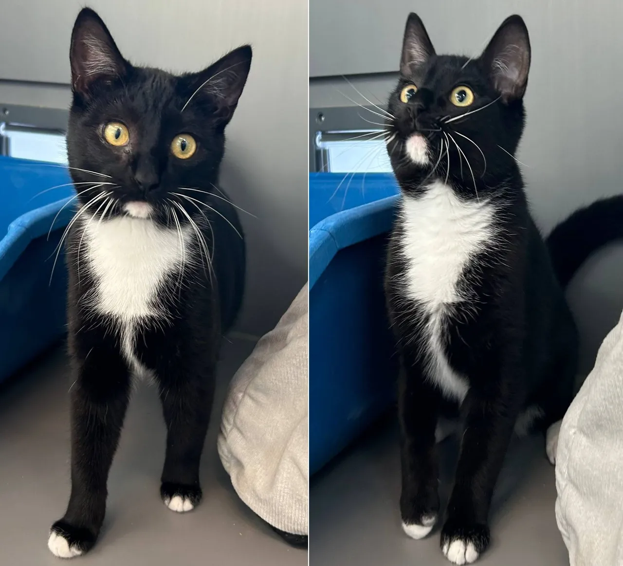 Rocco1 - Huisdier van de Week - Dierentehuis Arnhem en omstreken