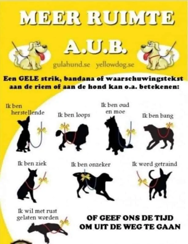 gele hond 1 1 1