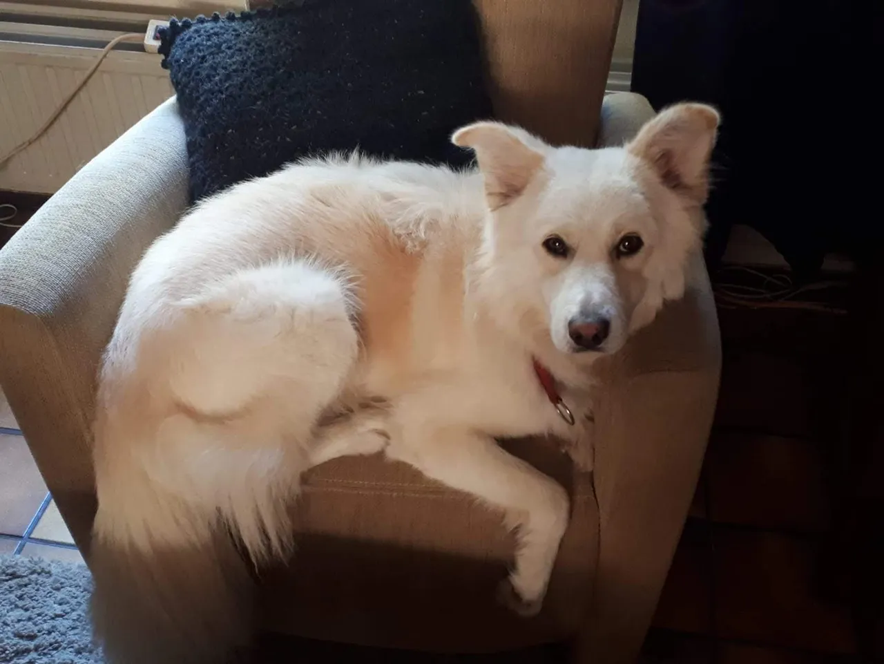 hond 1 1