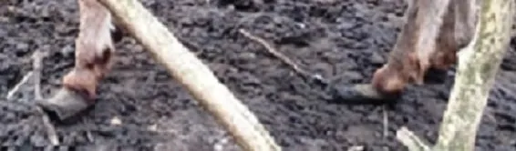 150403 ezelhoeven close up