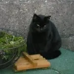 150505 kat optah 150x150