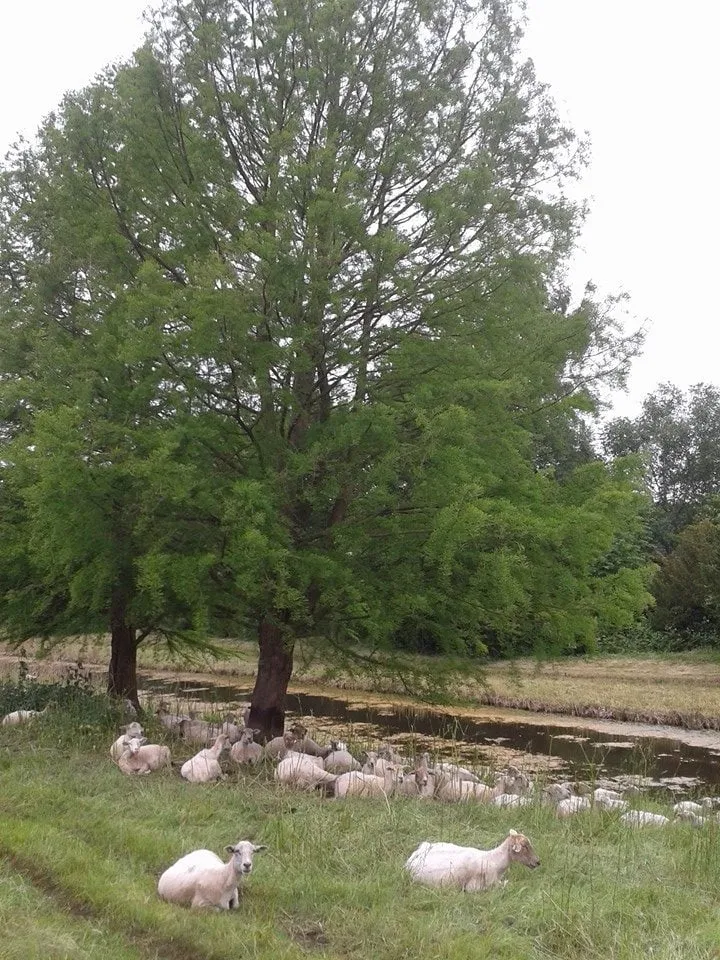 150602 schapen dijkwetering 1 walter wamsteker