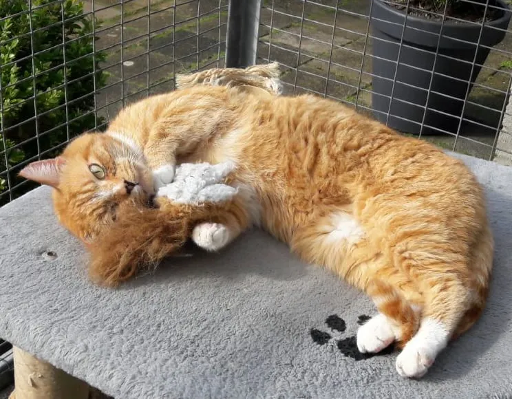garfield3 5 2