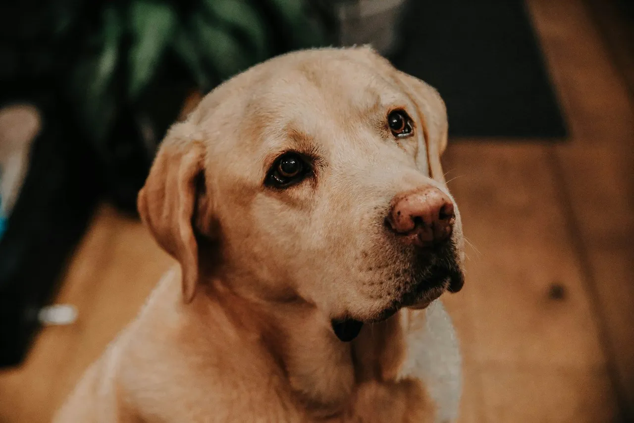 labrador