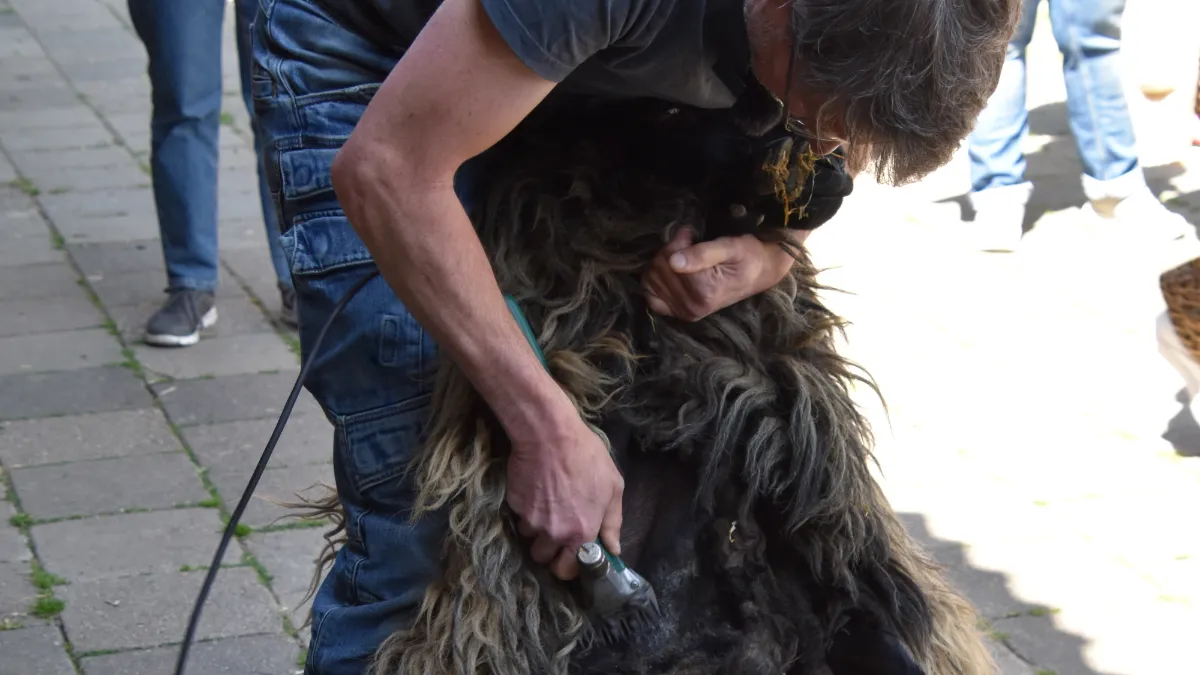 20220508 schapenscheren 3