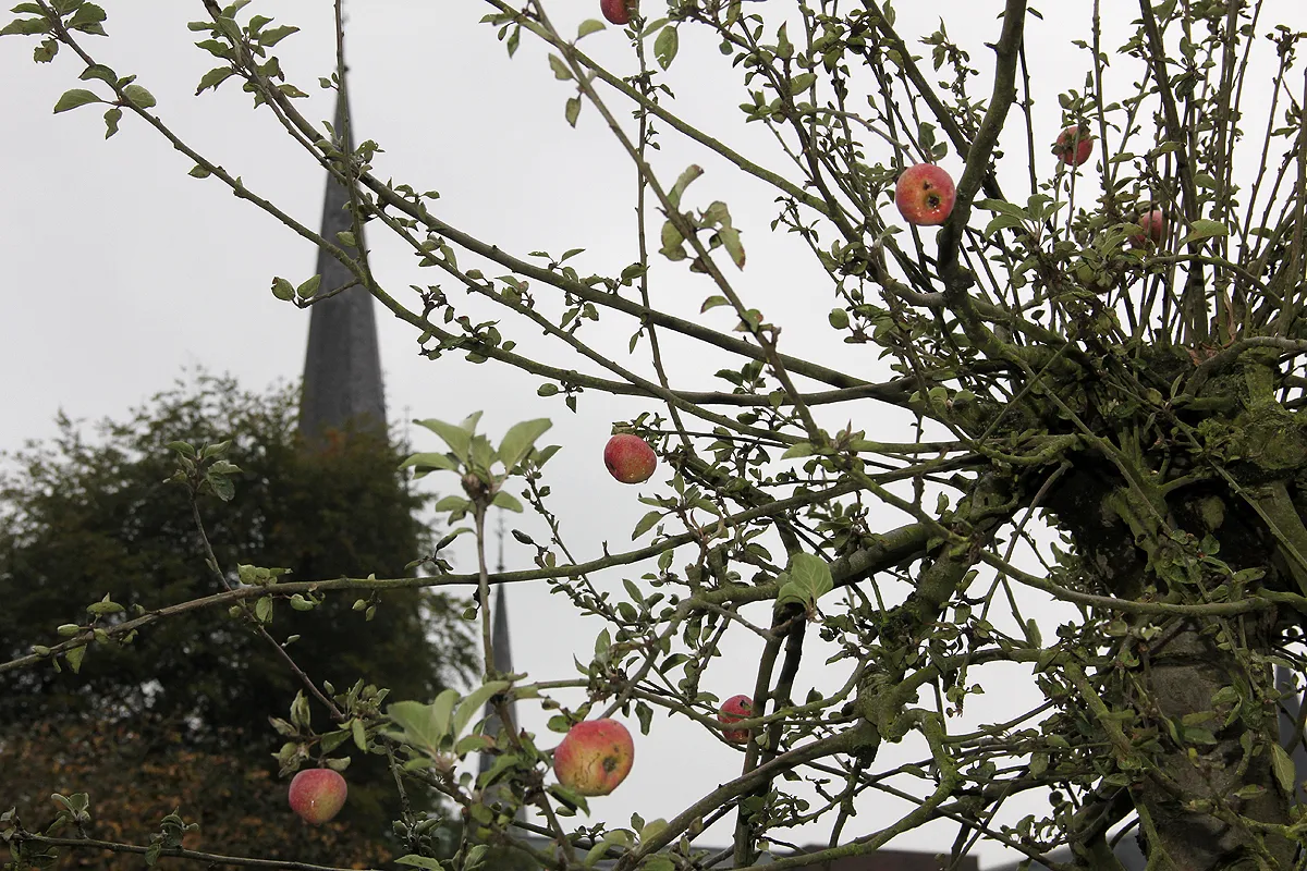 bezinningstuin appelboom