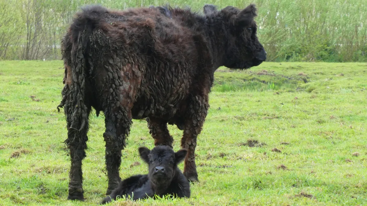 galloway cows 4128802 1280