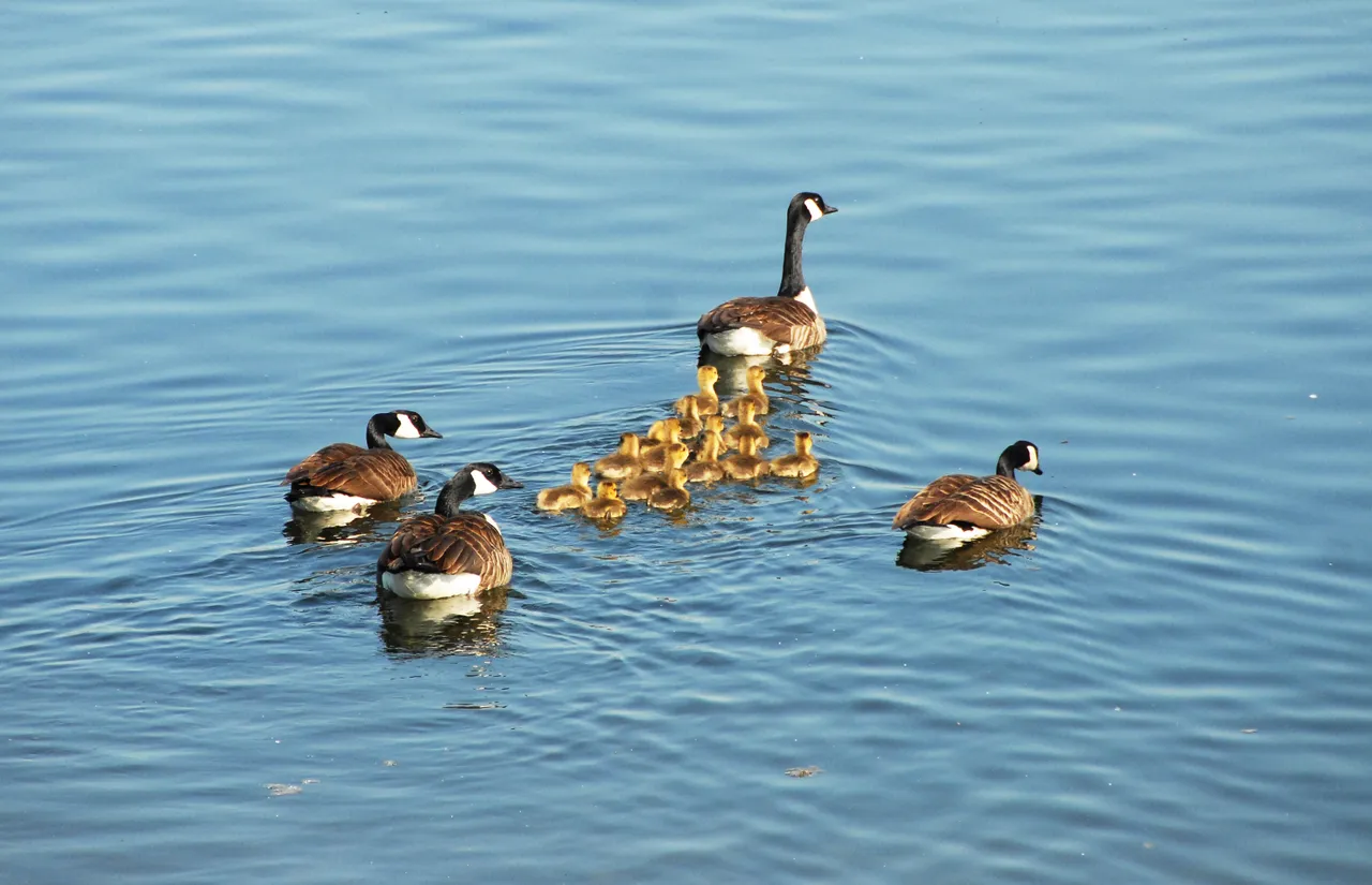 gezinsuitbreiding thieu vogels
