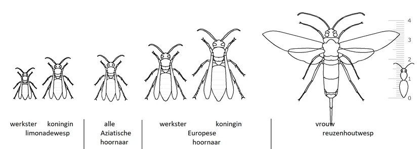 groottes verschillende wespen
