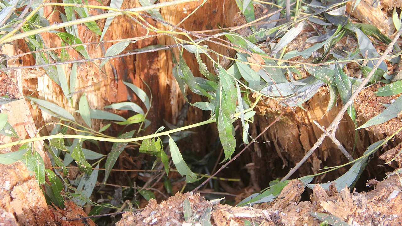 holle stam gesneuvelde treurwilg roeivijver sittard