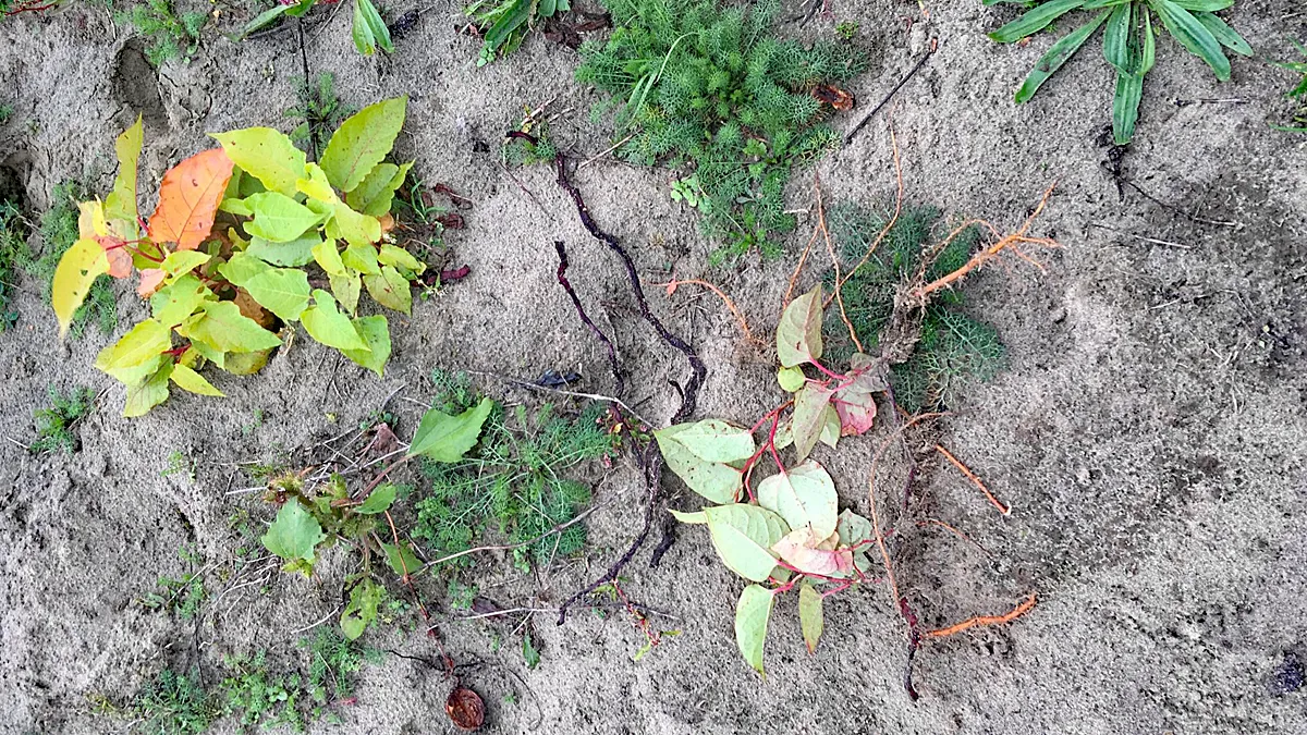 japanse duizendknoop
