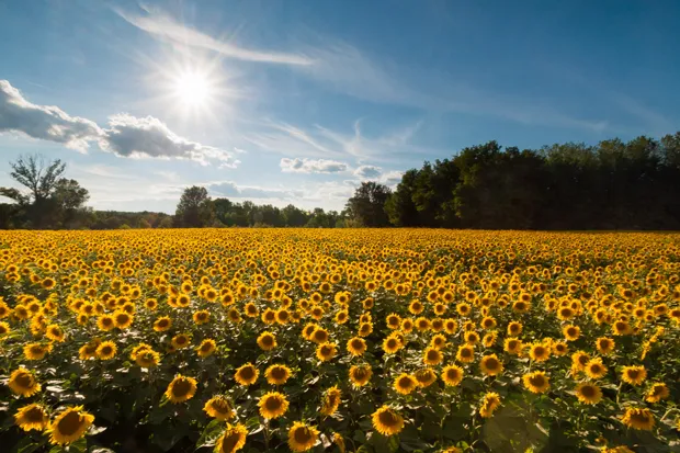 laura vink jbleojklhflifhcn