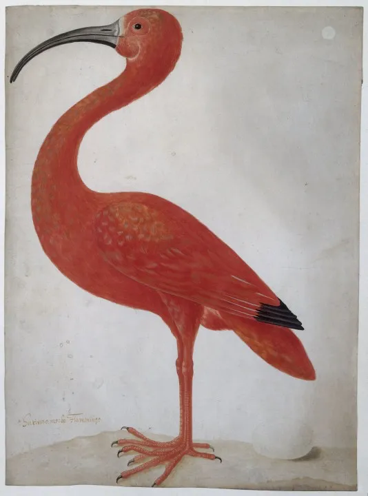 merian beeldmerk maria sybilla merian rode ibis met een ei 1699 1700 rijksmuseum amsterdam