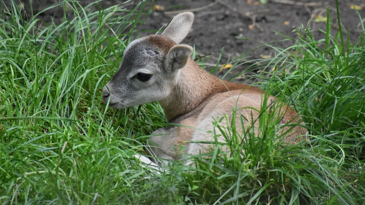 moeflon lam 2021 2500