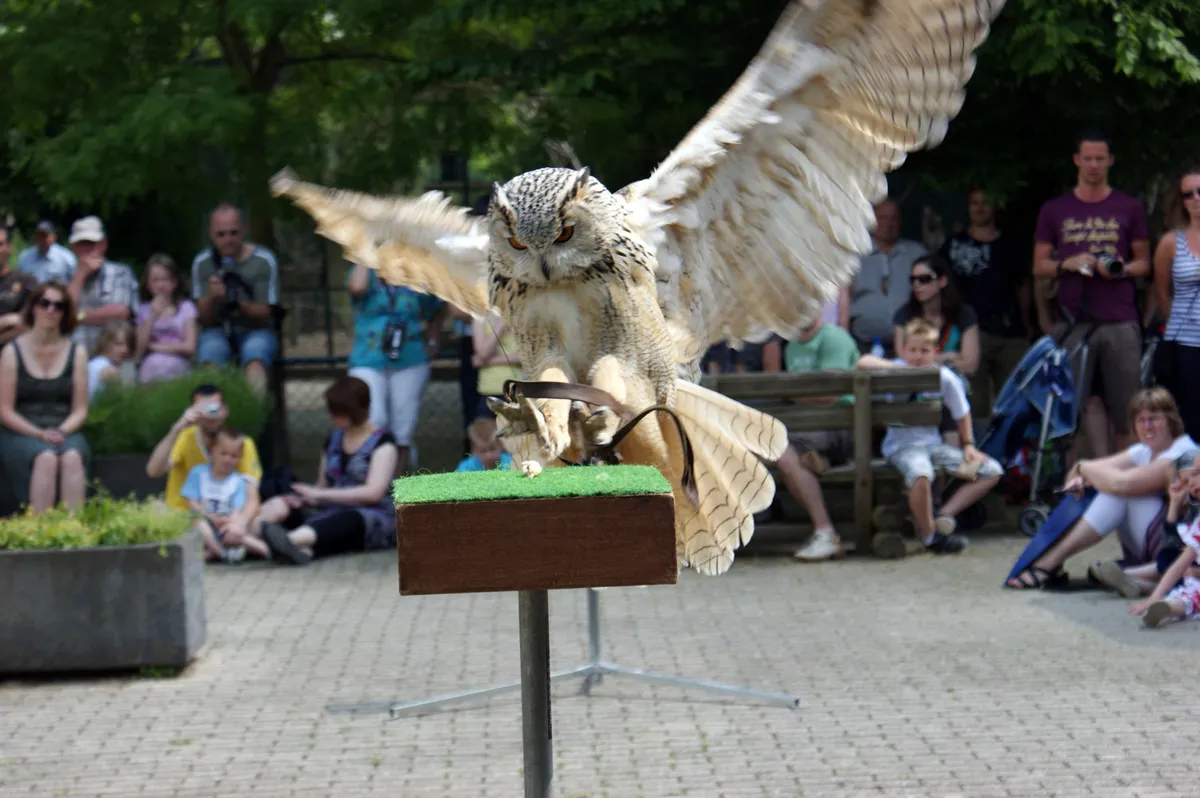 oehoe valkenier 1500