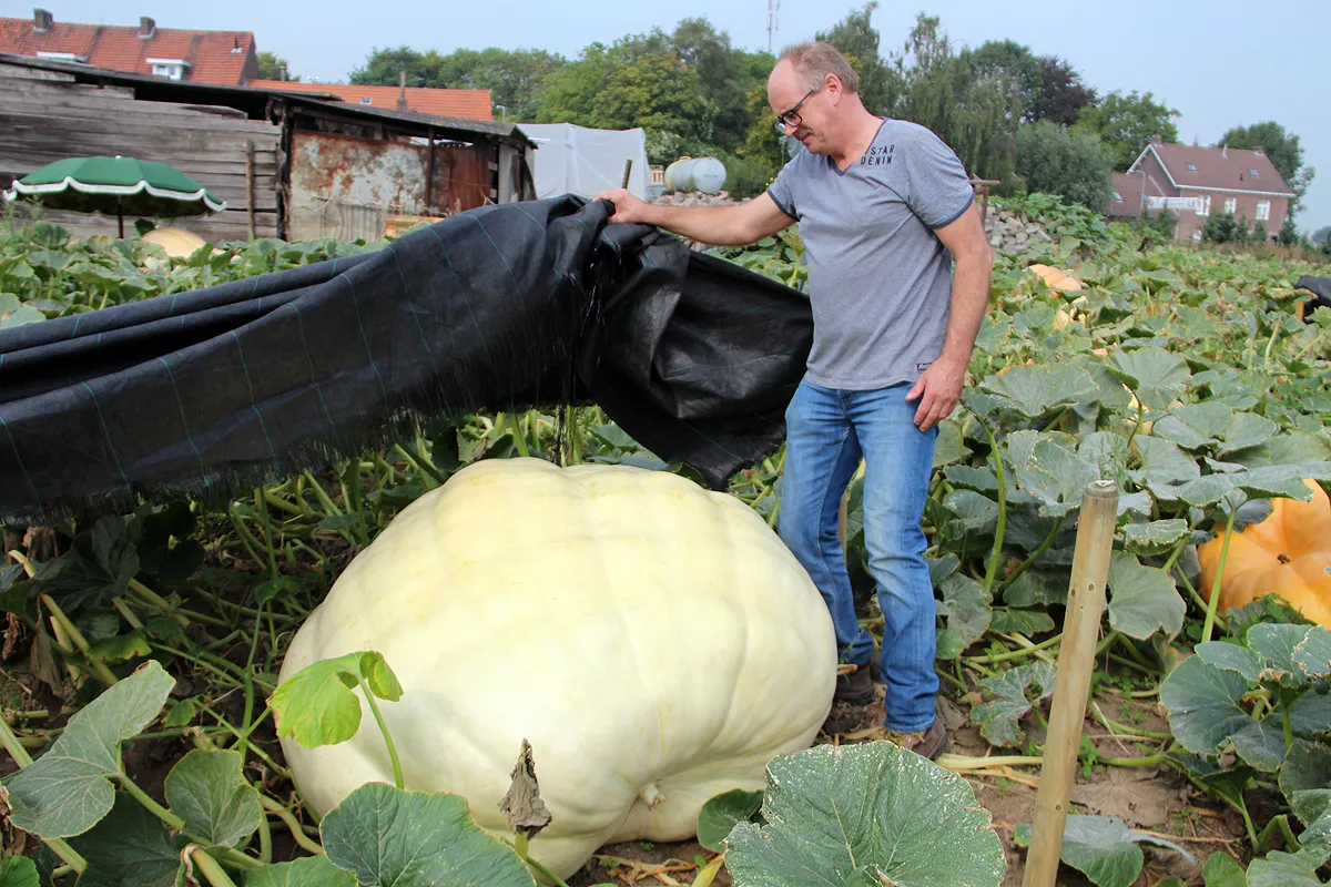 pompoenen jabeek 3