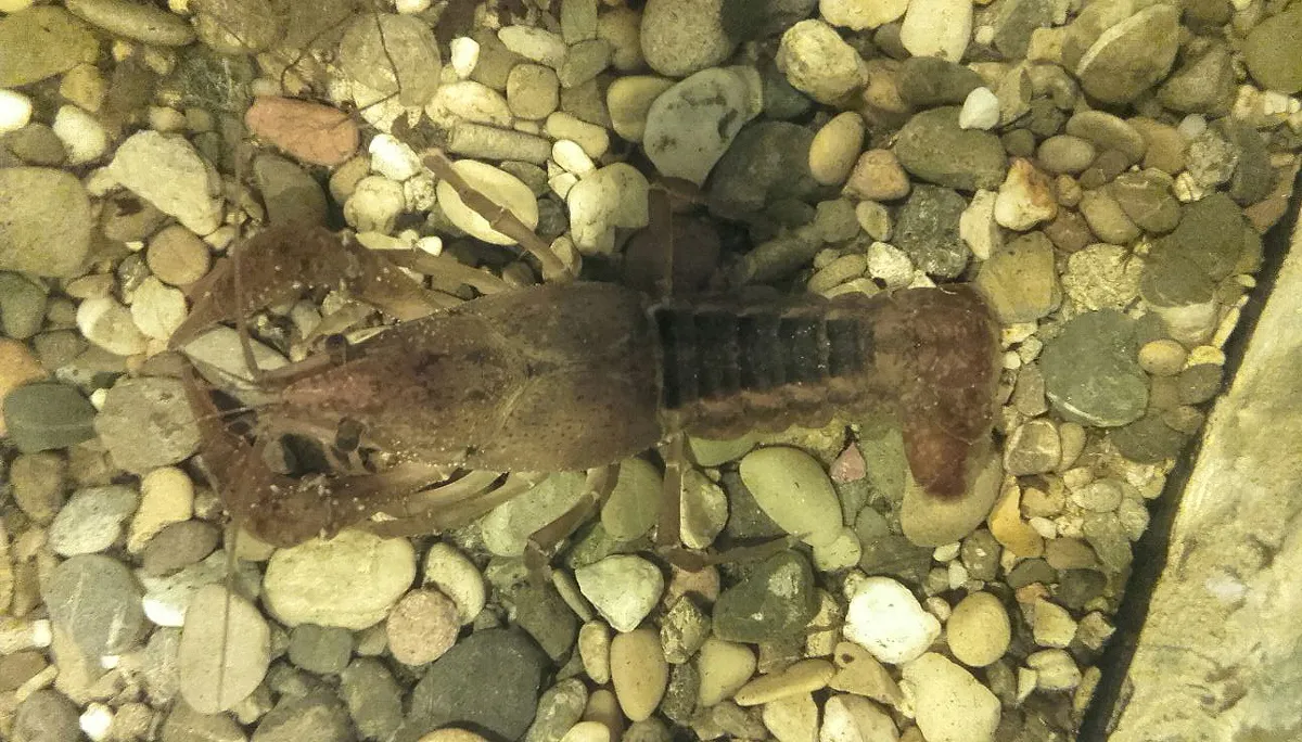 rivierkreeft 2 002