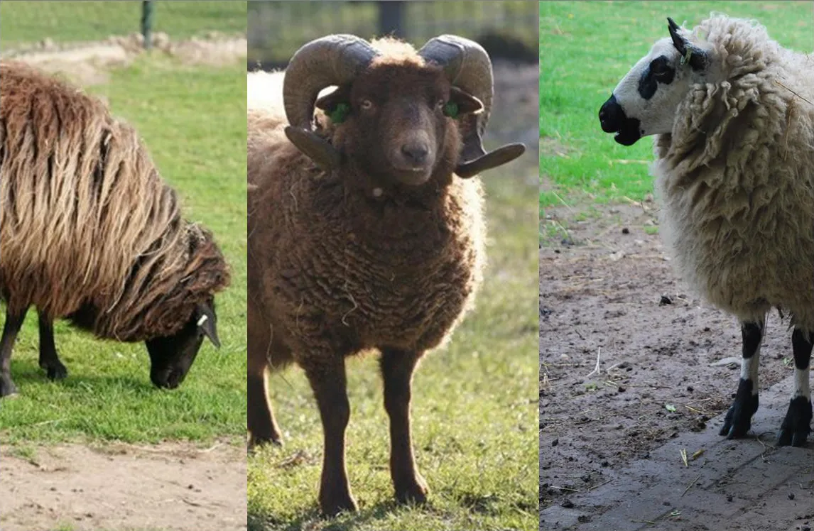schapenrassen 2018