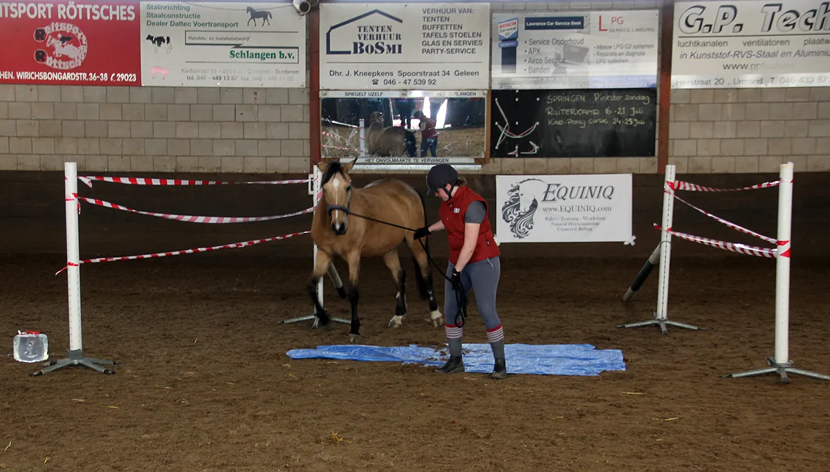 schriktraining voor paarden 2