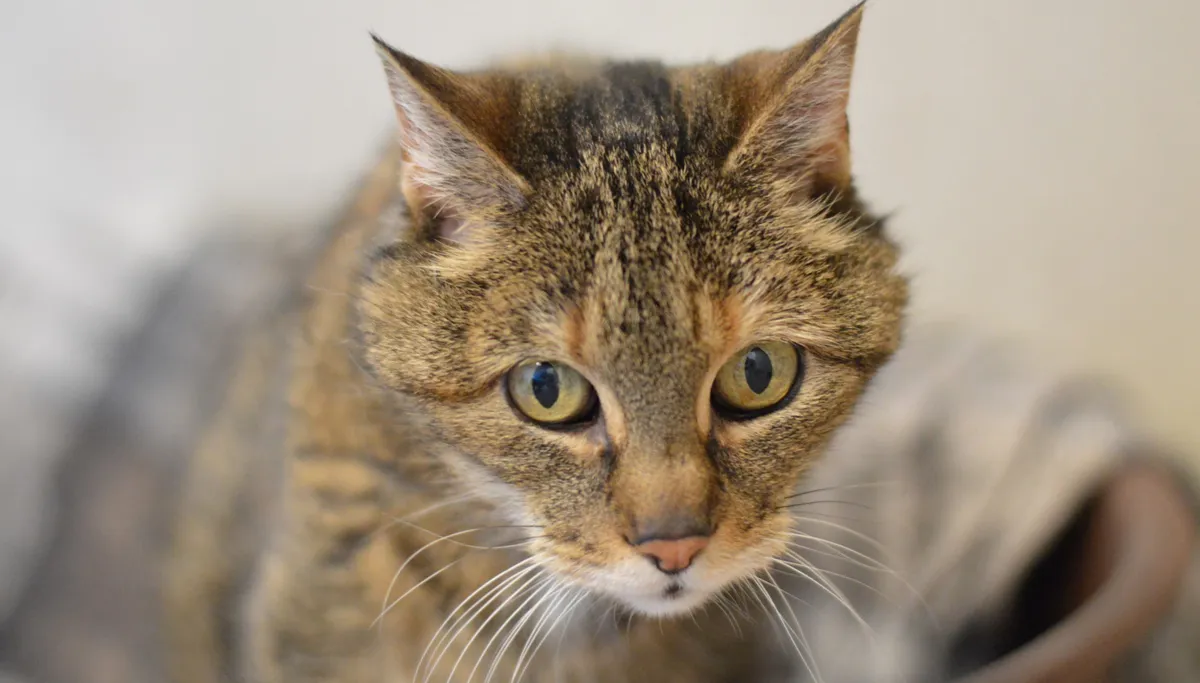 seniorenmiddag noenoe 002