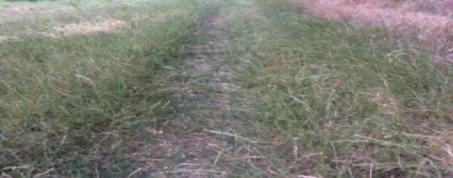 uitloopgebied holtum 1