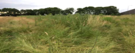 uitloopgebied holtum 2