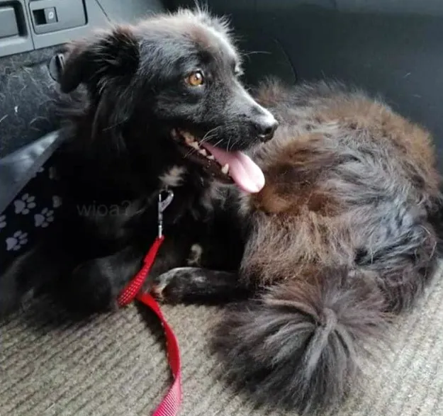 vermiste hobd jamie 2