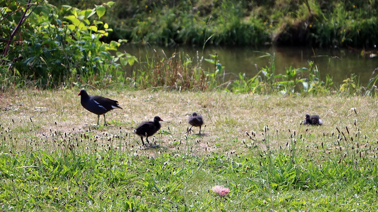 waterhoentjes bij stadsgracht
