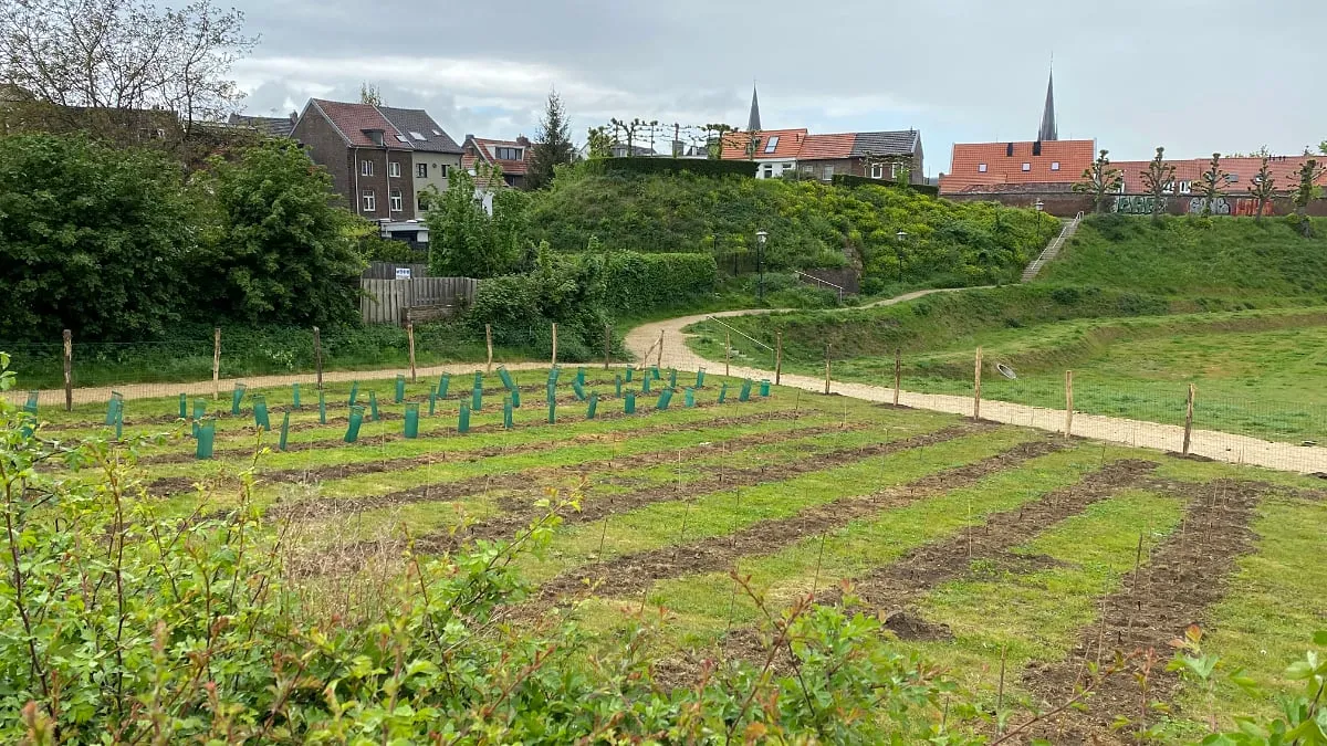 wijngaard bij fort sanderbout in sittard