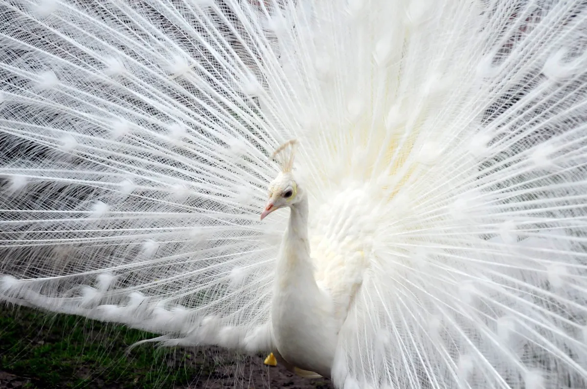 witte pauw met uitgewaaierde staart 1500