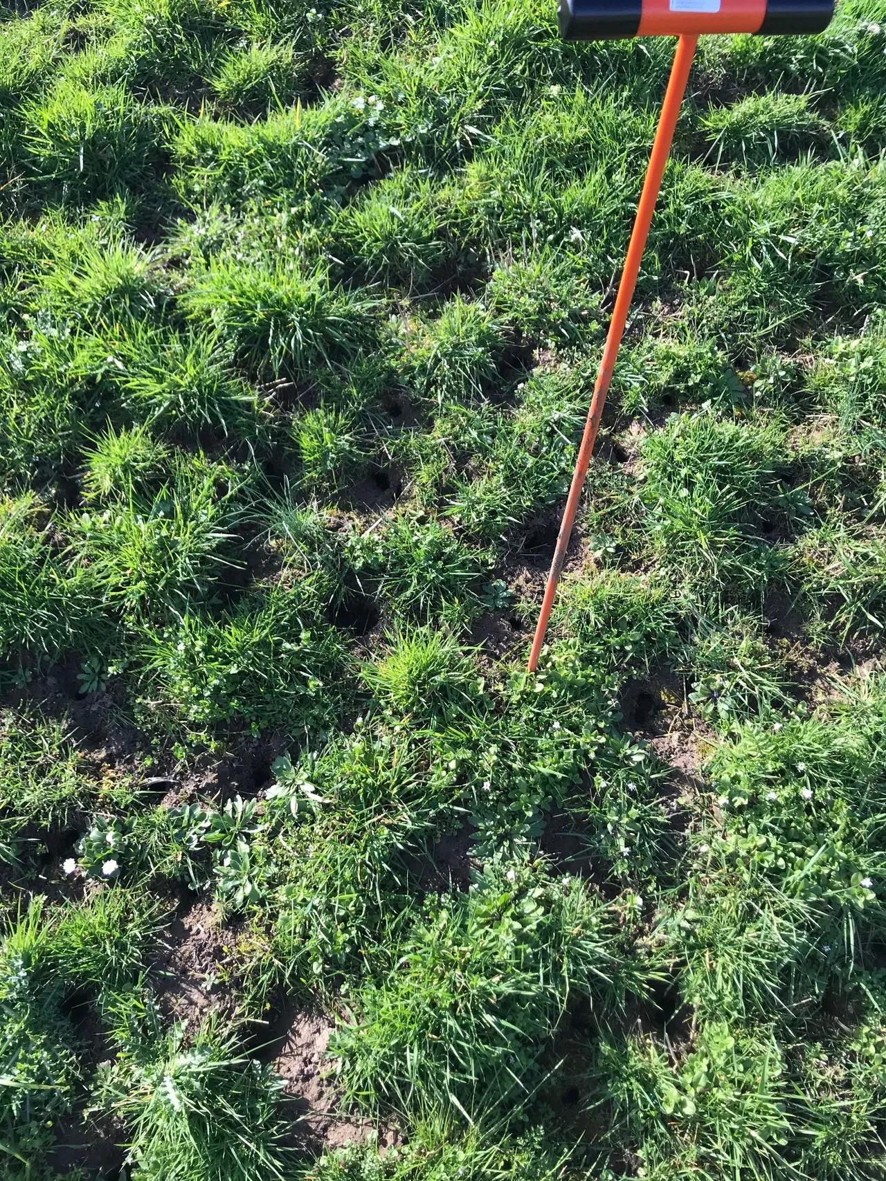 dijkinspectie muizenschade