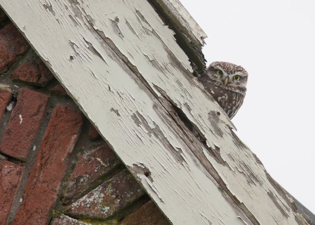 steenuil zoekt plekje in oude schuur fotograaf mark zekhuis