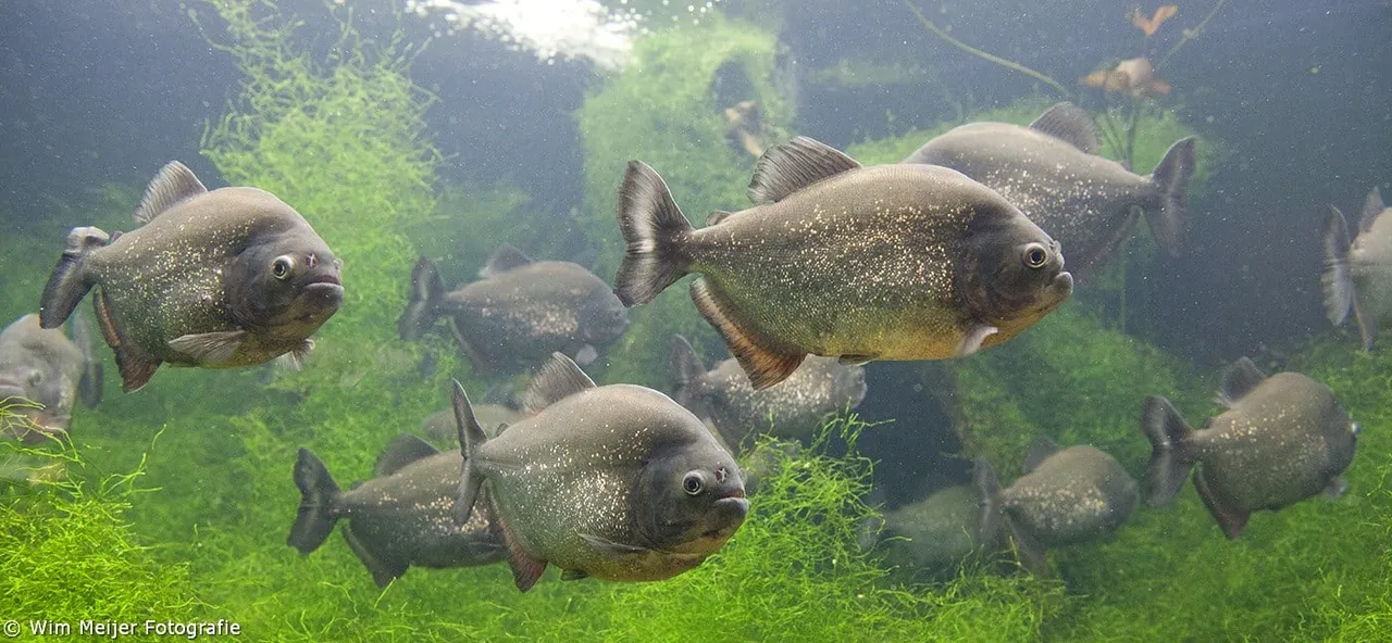 10494375 838783399466947 4523869271498572213 o