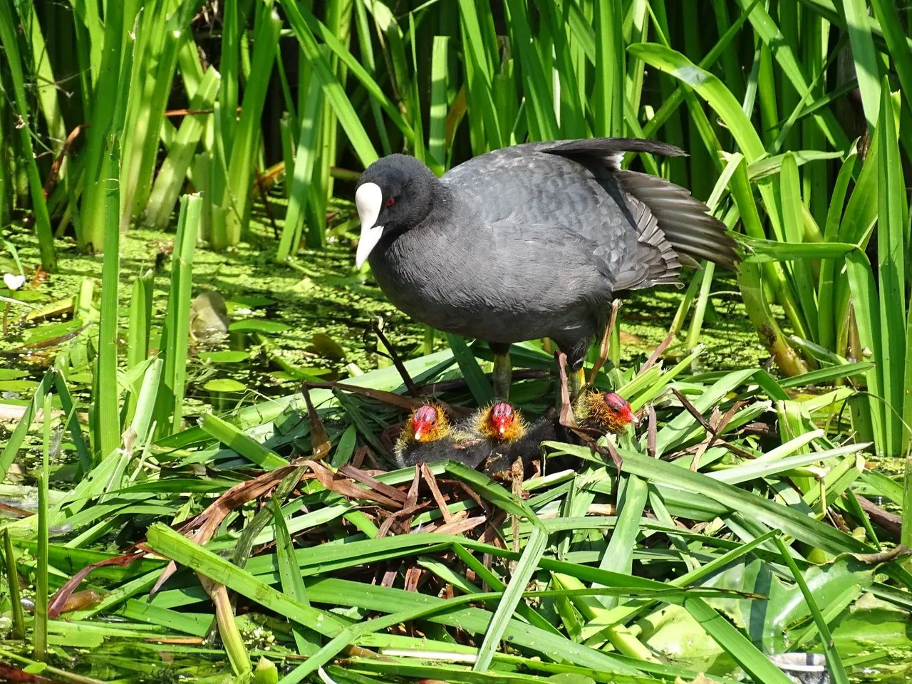 1e prijs meerkoetennest marken