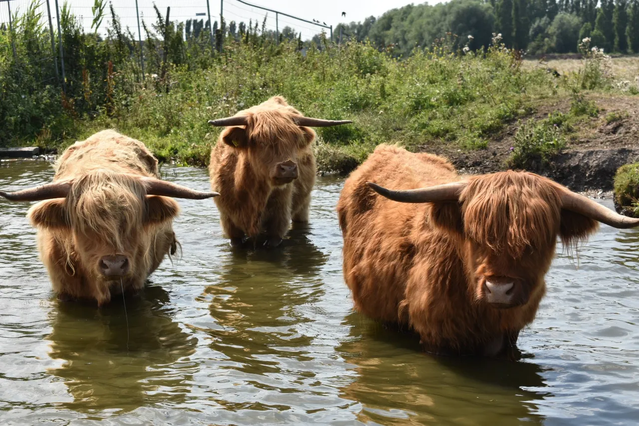 5e prijs hooglanders te water groote vliet bij onderdijk