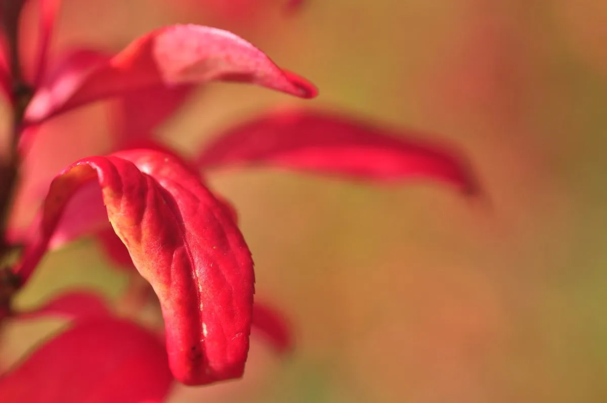 71177817 1642994972492242 6729484742263046144 n