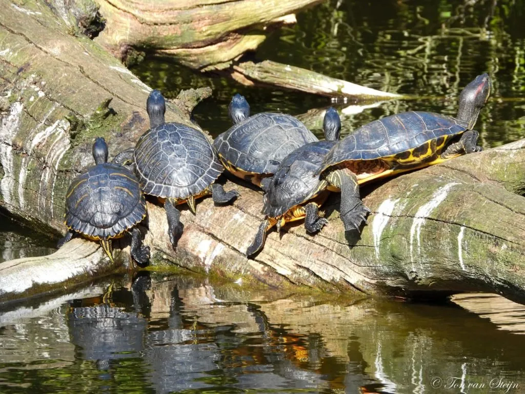 91999887 2771509356281646 3566756260978098176 o 1024x768