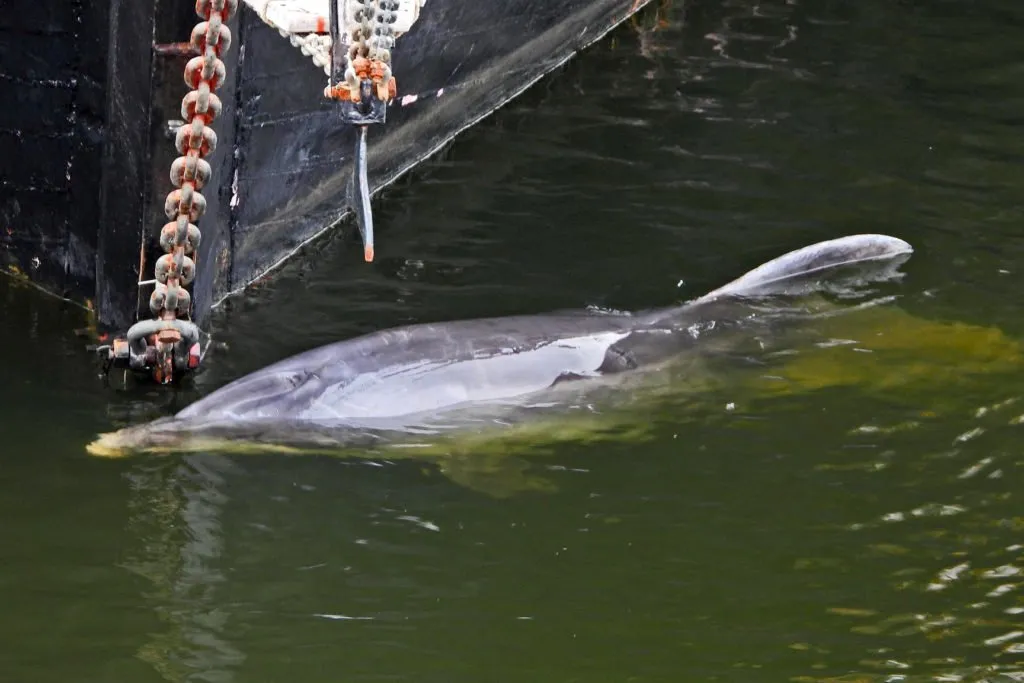 95772267 2841213812644533 8432523151543369728 o 1024x683