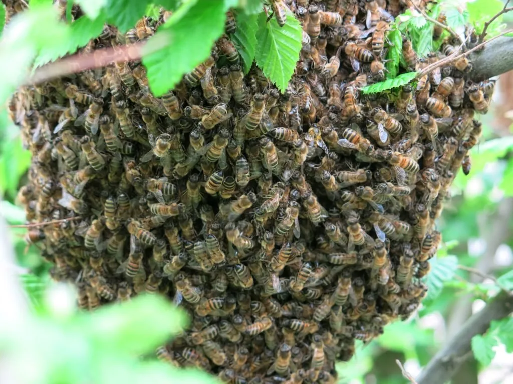 bees 4116811 1920 1024x768