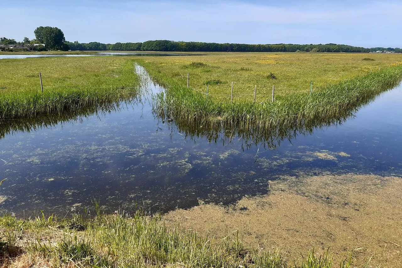 castricum polder door anky woudstra