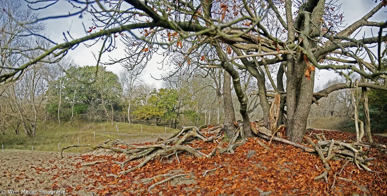 panorama duinen 2