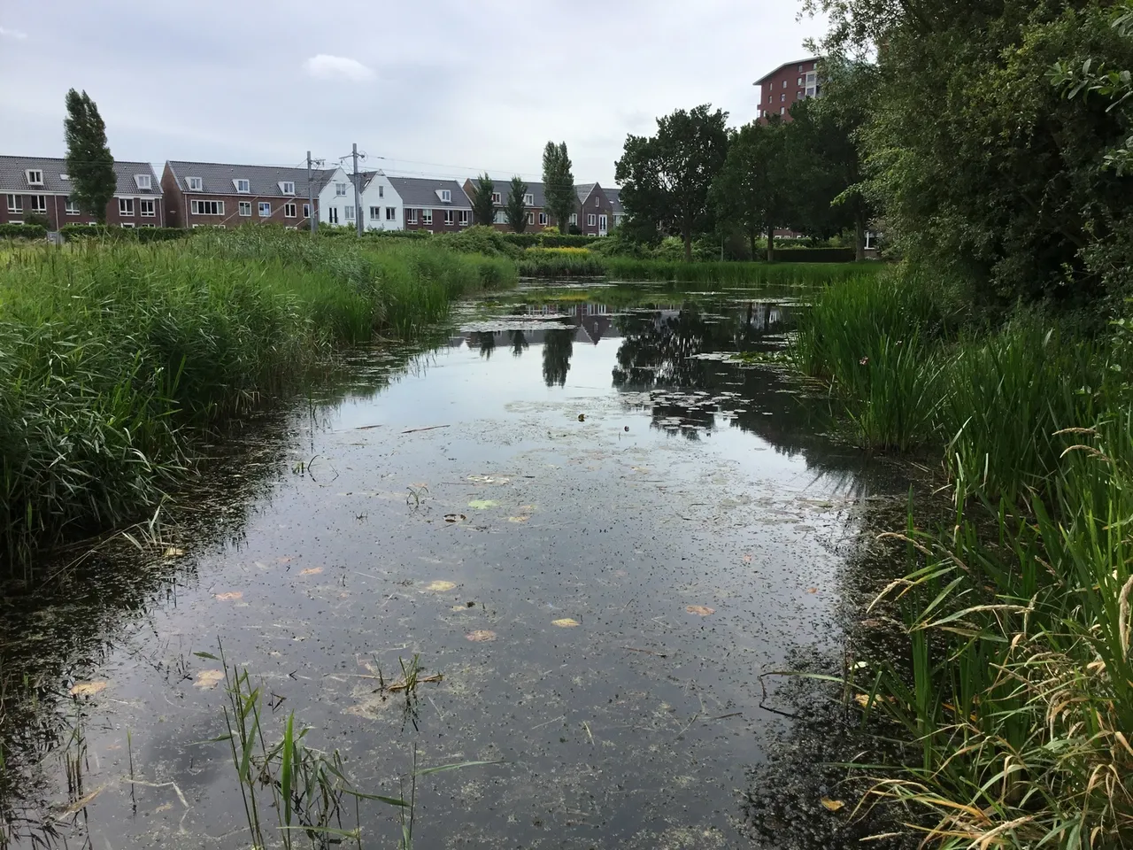 pb 08 4 waterplanten en oevervegetatie zorgen voor een goede waterkwaliteit