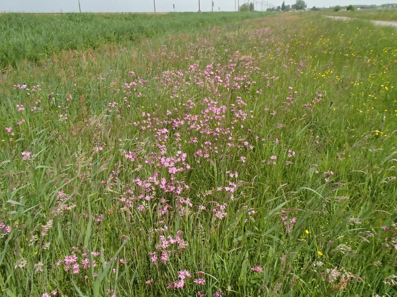 pb 20 bloeiende koekoeksbloemen in brede berm