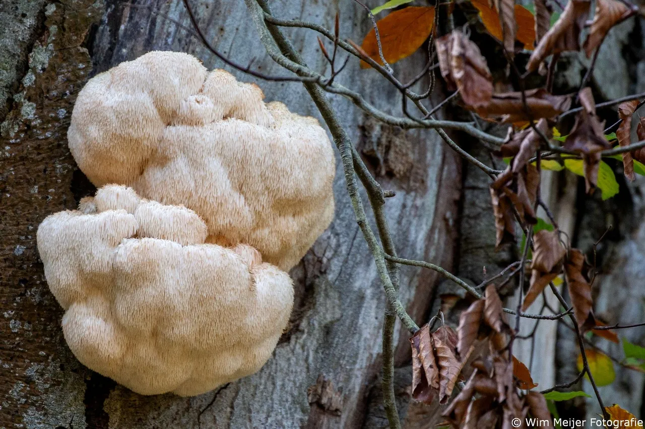 Pruikzwam, deze gefotografeerd in de Amsterdamse Waterleidingduinen